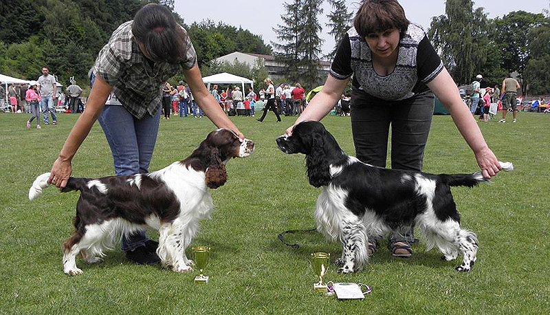 english springer spaniel